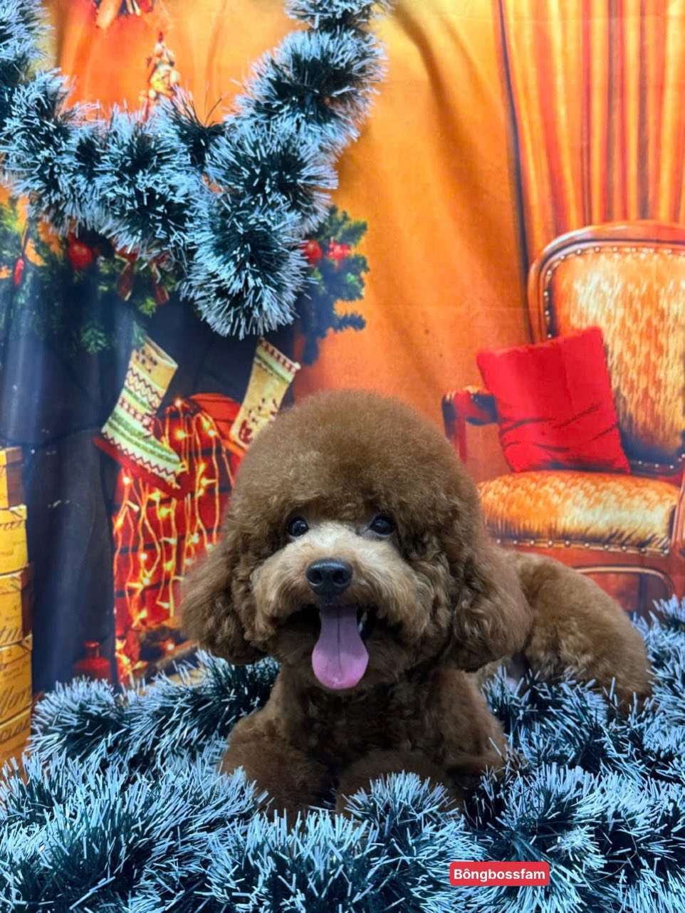 [🆕🇻🇳] BÔNG BOSS FAM 🐶🦜 Top1Pets 🐱🐠 Đây là Gạo
Và Gạo rất đáng yêu 
Hãy như Gạo đi Spa để rinh hình Noel nào 
                       Bông Béo – Grooming-Spa.                
𝑵𝒉𝒂̀ 𝑩𝒐̂𝒏𝒈 𝒇𝒓𝒆𝒆 đ , shares-0✔️ , likes-2❤️️ , date-2025-12-10 16:36:28🐶🐱🇻🇳🇻🇳🇻🇳📰🆕