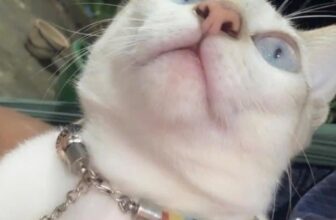 [🆕🇻🇳] Thú y PET HẬU NGHĨA – Thiên đường thú cưng 🐶🦜 Top1Pets 🐱🐠 Đôi mắt xanh biếc như ngọc bích này có làm bạn xao xuyến
Ánh mắt này chắc đang đòi ăn vặt đây mà
Hãy đến với Pet Hậu Nghĩa để mua sắm thoả thích giá cả hợp , shares-0✔️ , likes-0❤️️ , date-2025-12-10 00:41:33🐶🐱🇻🇳🇻🇳🇻🇳📰🆕