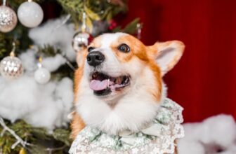 [🆕🇻🇳] QIN PET – Your Pet Our Care 🐶🦜 Top1Pets 🐱🐠 Giáng Sinh này, “boss” chỉ mong một điều:
Sen đừng bận quá… nhớ dẫn “boss” đi xì pa thì ra cô chú #QIN để lên hình cho thiệt xinh nhaaa117B Khương Đìn , shares-1✔️ , likes-2❤️️ , date-2025-12-11 00:07:42🐶🐱🇻🇳🇻🇳🇻🇳📰🆕