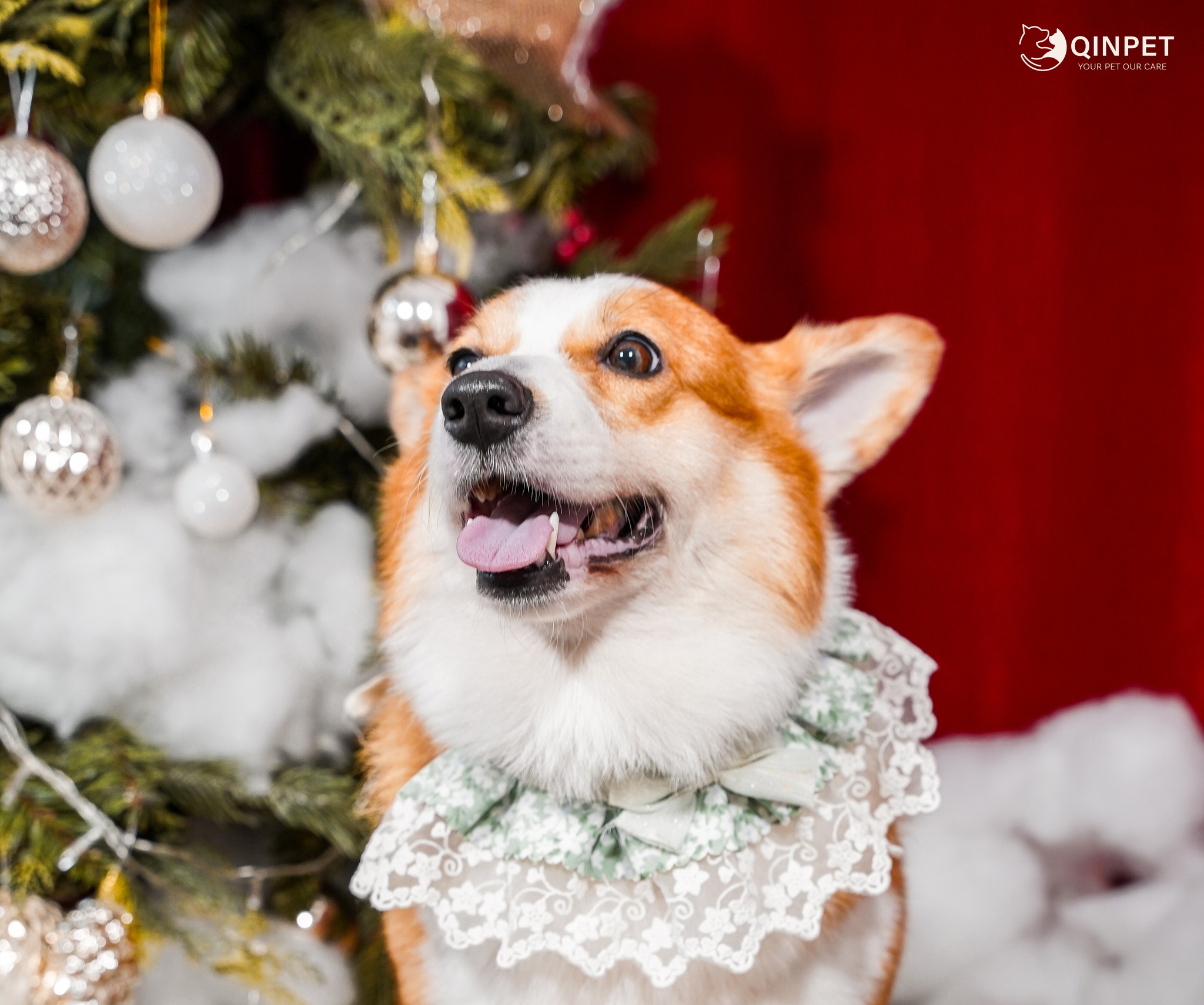 [🆕🇻🇳] QIN PET – Your Pet Our Care 🐶🦜 Top1Pets 🐱🐠 Giáng Sinh này, “boss” chỉ mong một điều:
Sen đừng bận quá… nhớ dẫn “boss” đi xì pa thì ra cô chú #QIN để lên hình cho thiệt xinh nhaaa117B Khương Đìn , shares-1✔️ , likes-2❤️️ , date-2025-12-11 00:07:42🐶🐱🇻🇳🇻🇳🇻🇳📰🆕