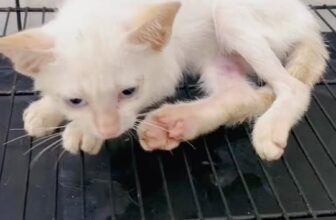 [🆕🇻🇳] Phòng khám thú y Mini Pet 🐶🦜 Top1Pets 🐱🐠 Điều trị cho bé mèo bị Giảm bạch cầu, có triệt chứng ói, bỏ ăn, tiêu chảy, kèm theo viêm viền mắt
FPV(+),  Phần 2~~~~~~~~~~
𝗣𝗵𝗼̀𝗻𝗴 𝗞𝗵𝗮́𝗺 𝗧𝗵𝘂́ 𝗬 𝗠𝗶𝗻𝗶 𝗣𝗲 , shares-0✔️ , likes-2❤️️ , date-2025-12-09 18:06:51🐶🐱🇻🇳🇻🇳🇻🇳📰🆕