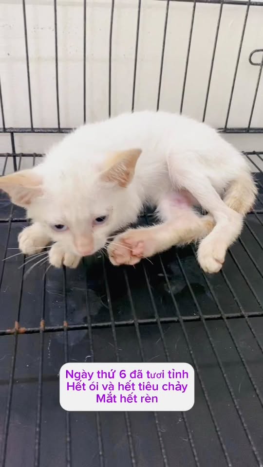 [🆕🇻🇳] Phòng khám thú y Mini Pet 🐶🦜 Top1Pets 🐱🐠 Điều trị cho bé mèo bị Giảm bạch cầu, có triệt chứng ói, bỏ ăn, tiêu chảy, kèm theo viêm viền mắt
FPV(+),  Phần 2~~~~~~~~~~
𝗣𝗵𝗼̀𝗻𝗴 𝗞𝗵𝗮́𝗺 𝗧𝗵𝘂́ 𝗬 𝗠𝗶𝗻𝗶 𝗣𝗲 , shares-0✔️ , likes-2❤️️ , date-2025-12-09 18:06:51🐶🐱🇻🇳🇻🇳🇻🇳📰🆕