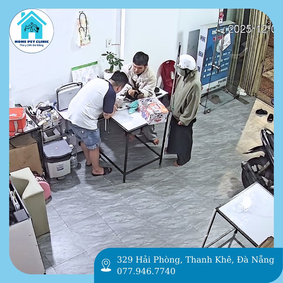 [🆕🇻🇳] HOME PET Clinic – Thú Y 24h Đà Nẵng 🐶🦜 Top1Pets 🐱🐠  𝗖𝗮̂́𝗽 𝗰𝘂̛́𝘂 𝟮𝟰/𝟮𝟰 𝗰𝗵𝗼 𝗰𝗮́𝗰 𝗯𝗮̣𝗻 𝗯𝗼𝘀𝘀
Chỉ cần các boss gặp vấn đề, dù ngày hay đêm, phòng khám luôn sẵn sàng hết mình để hỗ trợ.
Sức khỏe của các bé là ưu , shares-1✔️ , likes-1❤️️ , date-2025-12-11 01:33:59🐶🐱🇻🇳🇻🇳🇻🇳📰🆕