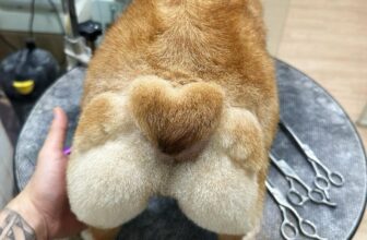 [🆕🇻🇳] KHA PET- tiệm bán thú cưng & Spa 309/2 Hải Phòng- Đà Nẵng. 🐶🦜 Top1Pets 🐱🐠  , shares-0✔️ , likes-0❤️️ , date-2025-12-10 17:18:30🐶🐱🇻🇳🇻🇳🇻🇳📰🆕