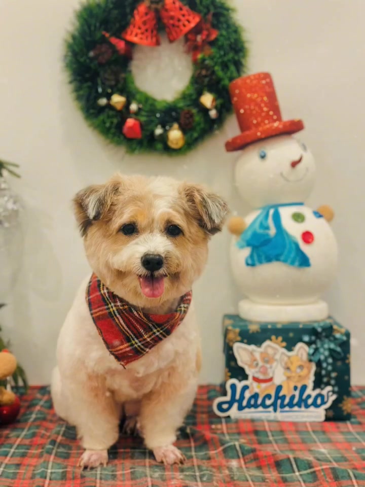 [🆕🇻🇳] Pet Shop Bình Tân- Siêu Thị Thú Cưng Hachiko 🐶🦜 Top1Pets 🐱🐠  “Hey Siri, liên hệ với Hachiko bật ngay chế độ lung linh cho Boss để còn kịp chụp album Noel.”Giáng Sinh đến rồi mà Boss còn xù lông, kém thơm thì sao  , shares-0✔️ , likes-0❤️️ , date-2025-12-10 18:34:22🐶🐱🇻🇳🇻🇳🇻🇳📰🆕