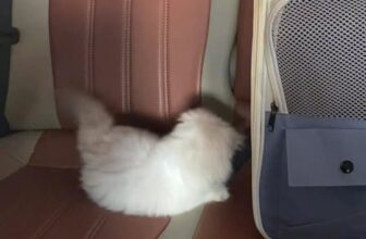 [🆕🇻🇳] Tiệm Mèo Nhà Tiên 🐶🦜 Top1Pets 🐱🐠 Theo chân em bé về Củ Chi ạ
#tiemmeonhatien #traimeonhatien #meoanh #hyma , shares-0✔️ , likes-13❤️️ , date-2025-12-12 03:17:25🐶🐱🇻🇳🇻🇳🇻🇳📰🆕