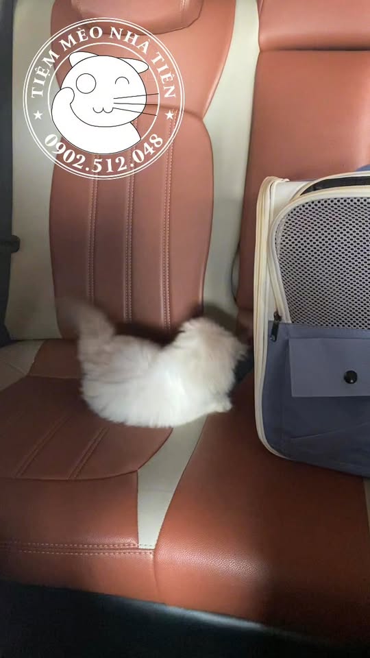 [🆕🇻🇳] Tiệm Mèo Nhà Tiên 🐶🦜 Top1Pets 🐱🐠 Theo chân em bé về Củ Chi ạ
#tiemmeonhatien #traimeonhatien #meoanh #hyma , shares-0✔️ , likes-13❤️️ , date-2025-12-12 03:17:25🐶🐱🇻🇳🇻🇳🇻🇳📰🆕