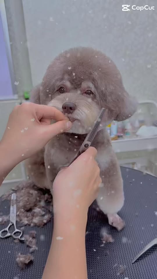 [🆕🇻🇳] NaPet – Cửa Hàng Chăm Sóc & Làm Đẹp Thú Cưng 🐶🦜 Top1Pets 🐱🐠 Em bé Bon đi từ Hà Đông sang Minh Khai để cô Mai cắt tỉa, từ lúc trẻ trâu đến khi trưởng thành ngồi im cho cắt như thế này cũng là 1 quá trình đó ạ  
#Bonx , shares-0✔️ , likes-2❤️️ , date-2025-12-19 03:21:57🐶🐱🇻🇳🇻🇳🇻🇳📰🆕