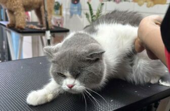 [🆕🇻🇳] THỎ PET SHOP – TIỆM LÀM ĐẸP CHO THÚ CƯNG 🐶🦜 Top1Pets 🐱🐠 Ca tối 17h00-18h30, làm combo tắm cạo cho bé Mun xinh gái ạ
#thứ5
, shares-0✔️ , likes-1❤️️ , date-2025-12-12 02:13:30🐶🐱🇻🇳🇻🇳🇻🇳📰🆕