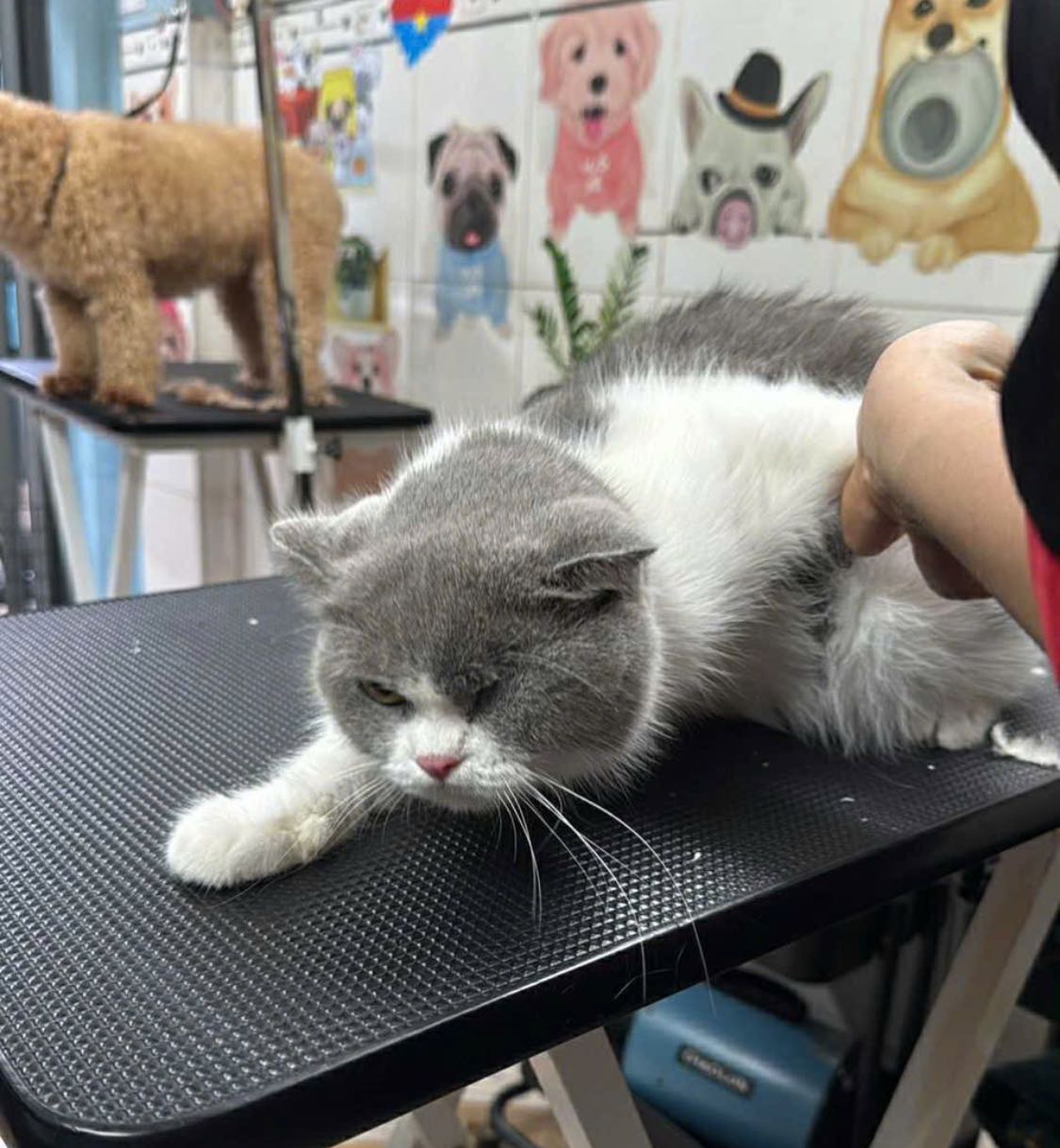 [🆕🇻🇳] THỎ PET SHOP – TIỆM LÀM ĐẸP CHO THÚ CƯNG 🐶🦜 Top1Pets 🐱🐠 Ca tối 17h00-18h30, làm combo tắm cạo cho bé Mun xinh gái ạ
#thứ5
, shares-0✔️ , likes-1❤️️ , date-2025-12-12 02:13:30🐶🐱🇻🇳🇻🇳🇻🇳📰🆕