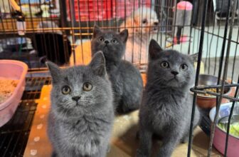 [🆕🇻🇳] Lâm Trang Pet Shop Vinh 🐶🦜 Top1Pets 🐱🐠 Có một hiện tượng trong tâm lý học được gọi là “Hành vi bù đắp”.
Có nghĩa là, cậu thích chăm sóc người khác vì điều ấy giúp cậu cảm giác được chữa lành.
Ha , shares-0✔️ , likes-0❤️️ , date-2025-12-11 03:38:58🐶🐱🇻🇳🇻🇳🇻🇳📰🆕