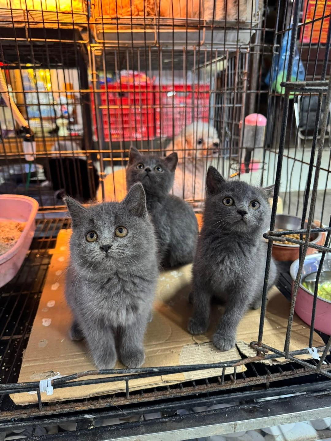 [🆕🇻🇳] Lâm Trang Pet Shop Vinh 🐶🦜 Top1Pets 🐱🐠 Có một hiện tượng trong tâm lý học được gọi là “Hành vi bù đắp”.
Có nghĩa là, cậu thích chăm sóc người khác vì điều ấy giúp cậu cảm giác được chữa lành.
Ha , shares-0✔️ , likes-0❤️️ , date-2025-12-11 03:38:58🐶🐱🇻🇳🇻🇳🇻🇳📰🆕