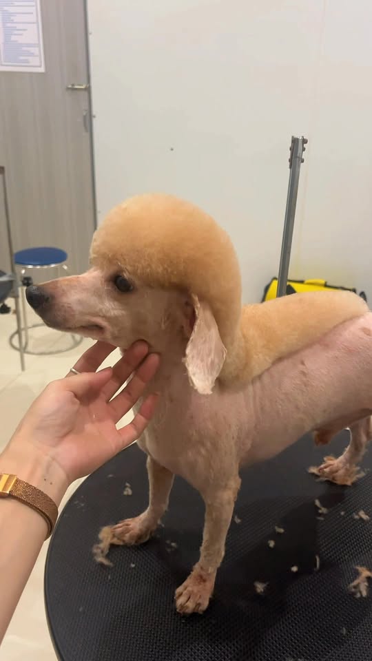 [🆕🇻🇳] Con Yêu Mẹ và Bé – MẸ BẦU VÀ EM BÉ 🧑‍🧒❤️️👶⭐️  BÁNH ĂN DẶM CHO BÉ BENJY 

Snack xinh xinh nhưng lợi ích thì siêu to khổng lồ nha mẹ ơi

 Nguyên liệu tự nhiên: gạo, khoai lang, bí ngô… không chiên dầu,  , shares-7✔️ , likes-1❤️️ , date-2025-12-21 23:12:09🇻🇳🇻🇳🇻🇳📰🆕