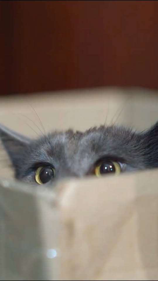 [🆕🇻🇳] PetChoice PetShop  🐶🦜 Top1Pets 🐱🐠 Coi video xong không khéo lại gọi Hoàng Thượng ở nhà bằng cụ  , shares-0✔️ , likes-1❤️️ , date-2025-12-16 15:50:08🐶🐱🇻🇳🇻🇳🇻🇳📰🆕