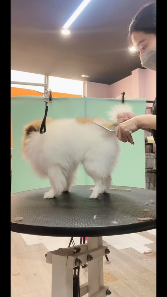 [🆕🇻🇳] Sushi Family – Pet Shop And Grooming – Cắt tỉa lông Thú cưng tại Tp HCM 🐶🦜 Top1Pets 🐱🐠 Nghề cực mà vui
Vui vì tụi nhỏ dễ thương quá trời!
#grooming
#cattiathucung
#tamchomeo , shares-0✔️ , likes-1❤️️ , date-2025-12-14 00:11:33🐶🐱🇻🇳🇻🇳🇻🇳📰🆕