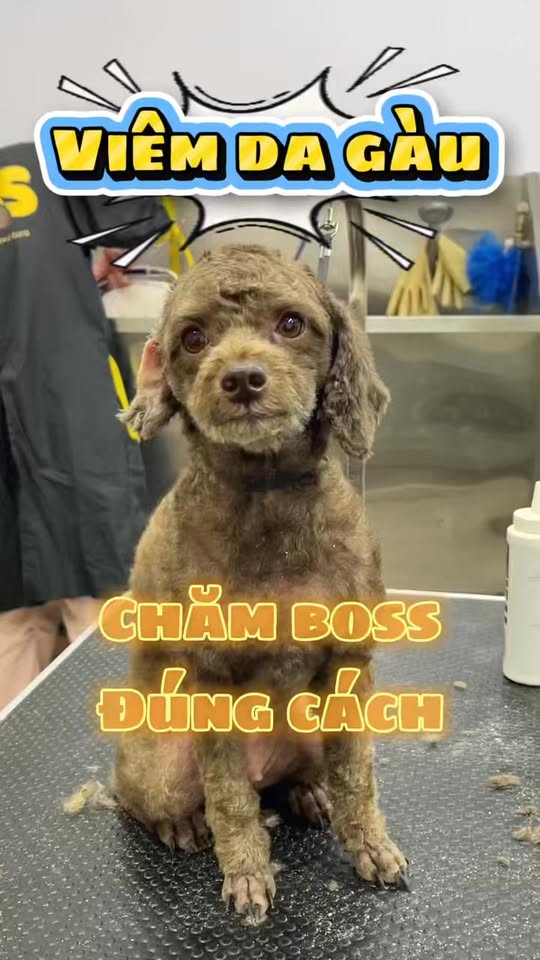 [🆕🇻🇳] Boss City – 174 Đường 3 Tháng 2 – Pet Shop, Spa Grooming & Hotel Lưu Trú 🐶🦜 Top1Pets 🐱🐠  CÚN BỊ VIÊM DA – GÀU NẶNG THÌ TẮM SAO CHO ĐÚNG? 
Không phải cứ thấy gàu nhiều là do lâu không tắm đâu sen ơi…
Rất nhiều bé bị viêm da gàu nặng, gàu bám dà , shares-0✔️ , likes-2❤️️ , date-2025-12-22 04:54:37🐶🐱🇻🇳🇻🇳🇻🇳📰🆕