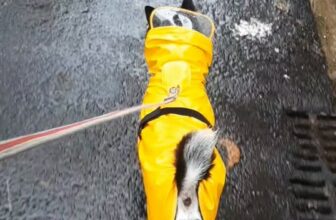 [🆕🇻🇳] TÔM PET GROOMING – Tiệm Làm Đẹp Thú Cưng Tại Huế 🐶🦜 Top1Pets 🐱🐠 Dẫn em bé đi tắm 

———————————–
• Tắm – cạo – nhuộm – cắt tỉa lông
• Tiêm phòng vaccine
• Lưu trú
———————————- , shares-0✔️ , likes-0❤️️ , date-2025-12-17 23:33:55🐶🐱🇻🇳🇻🇳🇻🇳📰🆕