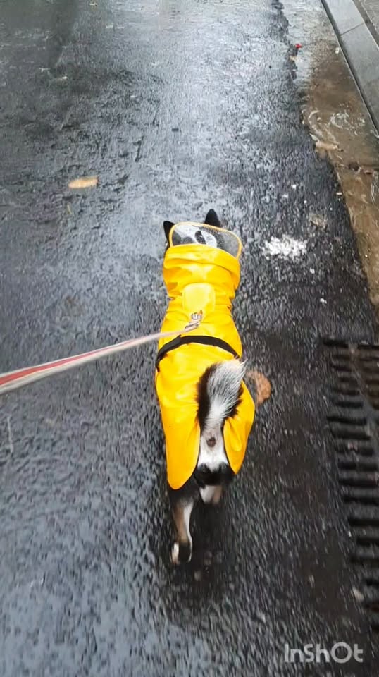 [🆕🇻🇳] TÔM PET GROOMING – Tiệm Làm Đẹp Thú Cưng Tại Huế 🐶🦜 Top1Pets 🐱🐠 Dẫn em bé đi tắm 

———————————–
• Tắm – cạo – nhuộm – cắt tỉa lông
• Tiêm phòng vaccine
• Lưu trú
———————————- , shares-0✔️ , likes-0❤️️ , date-2025-12-17 23:33:55🐶🐱🇻🇳🇻🇳🇻🇳📰🆕