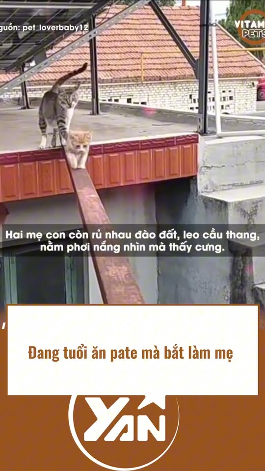 [🆕🇻🇳] MÌ WORKSHOP – Cửa hàng quần áo 👕 Top1Fashion 👗  A cozy pastel top with clean shorts — styled for comfort but looking polished..

•••••••••••••••••••••••••••••••••••••••••••••••
Shopee: 
Lazada: 
Tiktok:  , shares-0✔️ , likes-1❤️️ , date-2025-12-18 02:17:18🇻🇳🇻🇳🇻🇳📰🆕