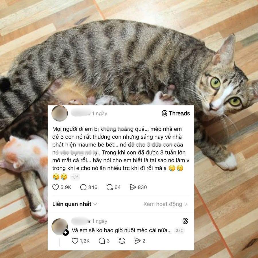 [🆕🇻🇳] THANH THÚY – hàng hiệu xuất khẩu 👕 Top1Fashion 👗  Shop về thêm đủ sz hẹn các c 7h em live
 , shares-0✔️ , likes-4❤️️ , date-2025-12-18 22:36:06🇻🇳🇻🇳🇻🇳📰🆕