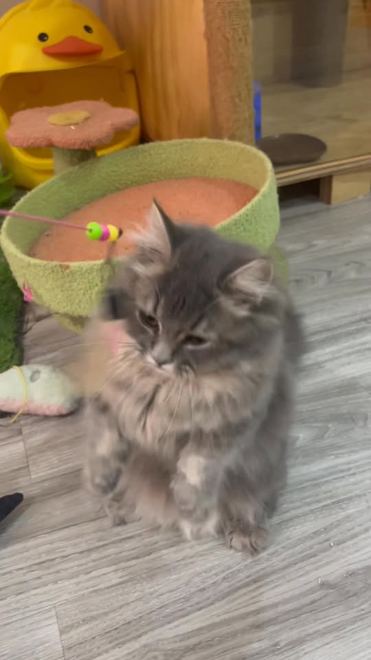 [🆕🇻🇳] Nhà trọ Mèo 3T – Chuyên dịch vụ lưu trú mèo 🐶🦜 Top1Pets 🐱🐠 Clip nó cũng dài mà nó cũng cũng lắm
I’m Lunnnnnnn
#NhaTroMeo3T , shares-0✔️ , likes-6❤️️ , date-2025-12-18 18:45:33🐶🐱🇻🇳🇻🇳🇻🇳📰🆕