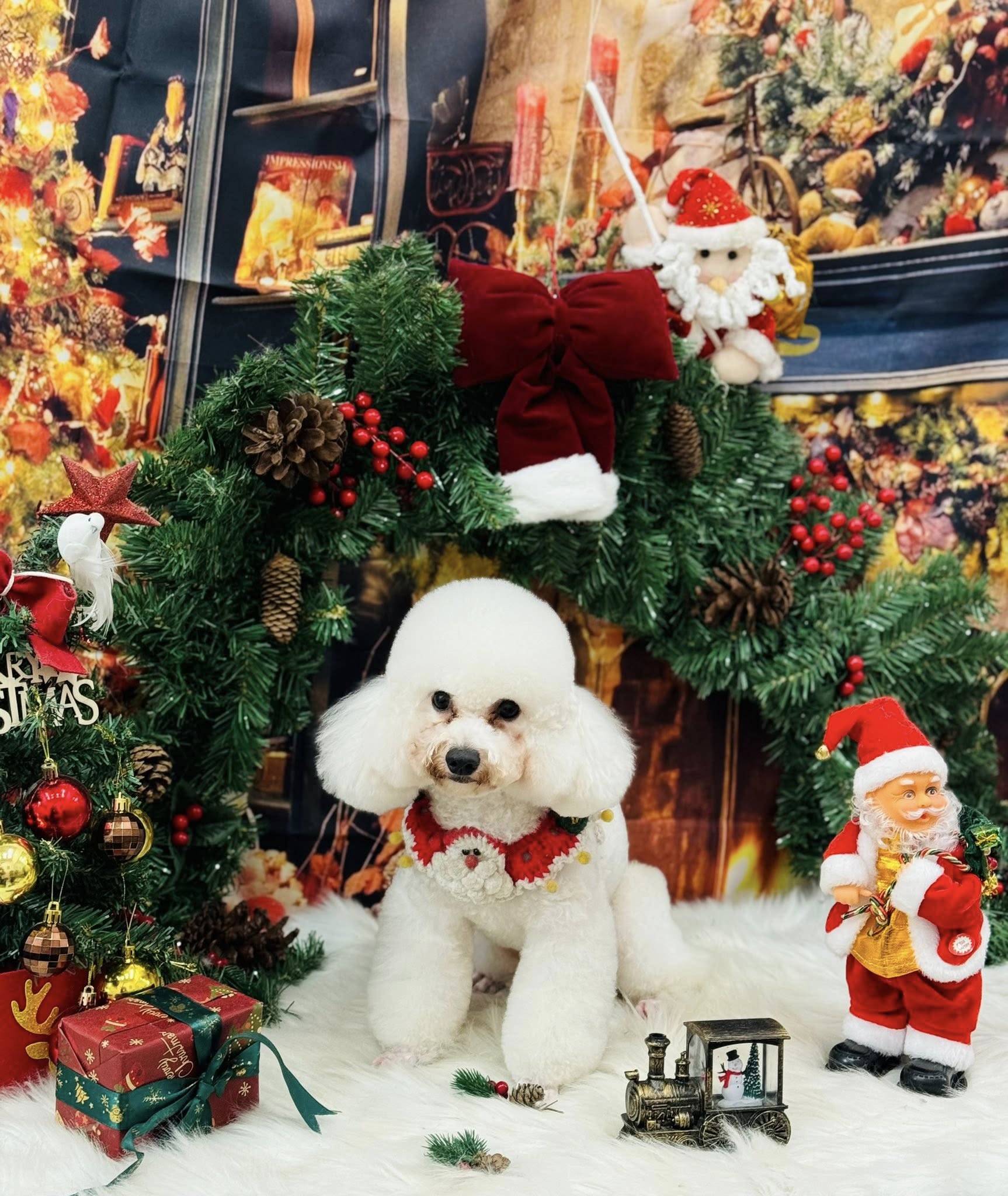 [🆕🇻🇳] Mymy Pet House – Tiệm Làm Đẹp Thú Cưng. 162 Nguyễn Huy Tưởng 🐶🦜 Top1Pets 🐱🐠 Gần mực thì đen, gần Noel thì chỉ có cháy túi.
 , shares-0✔️ , likes-0❤️️ , date-2025-12-17 17:28:44🐶🐱🇻🇳🇻🇳🇻🇳📰🆕