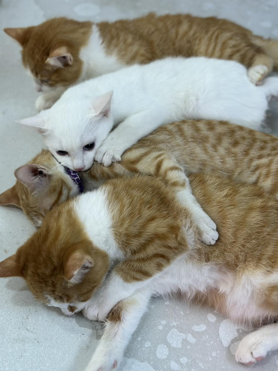 [🆕🇻🇳] Van Mum – Mẹ Bầu & Em Bé 🧑‍🧒❤️️👶⭐️  Ghé Mẹ Và Bé Vanmum                                                                                                               Khăn tắm Bhouse siêu xin , shares-0✔️ , likes-1❤️️ , date-2025-12-22 02:30:43🇻🇳🇻🇳🇻🇳📰🆕