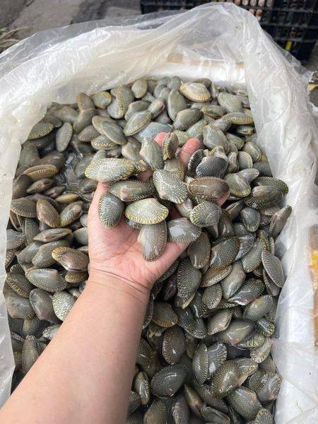 [🆕🇻🇳] Thủy Hải Sản – CHUYÊN BÁN BUÔN – BÁN LẺ HẢI SẢN TƯƠI SỐNG SỐ LƯỢNG LỚN NHÀ HÀNG BUFFET, QUÁN ỐC 🍔 Top1Food  🍜 NGAO HOA  –  TƯƠI NGON   

          Zá chỉ: 130kk/ kg 

  Siêu phẩm ngao hoa ngon xuất sắc không thể bỏ lỡ 

  Ngao hoa tự nhiên,  vỏ mỏng ăn ngọt l , shares-0✔️ , likes-0❤️️ , date-2025-12-19 18:38:57🇻🇳🇻🇳🇻🇳📰🆕