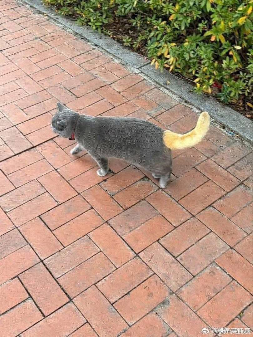 [🆕🇻🇳] PET ME – Sở thú mini giữa lòng Sài Gòn 🐶🦜 Top1Pets 🐱🐠 Sao nó ra màu dị được ta  #petme #pet #cat #meo #funnymemes
 , shares-0✔️ , likes-43❤️️ , date-2025-12-21 06:26:48🐶🐱🇻🇳🇻🇳🇻🇳📰🆕