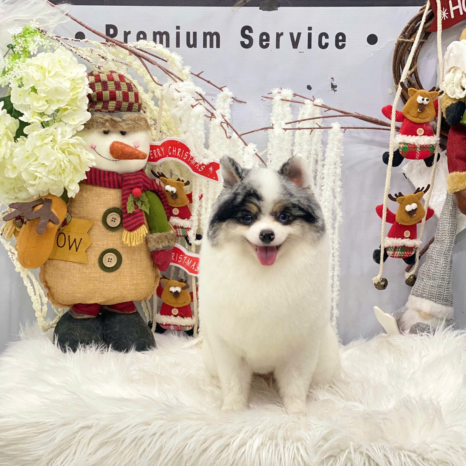 [🆕🇻🇳] Sâu’s Mate Land – Cửa hàng vật nuôi 🐶🦜 Top1Pets 🐱🐠 Giáng Sinh cận kề rồi, các bé cưng đã đi làm đẹp để đợi nhận quà của bố mẹ nè ạ. Các bố mẹ mua quà giáng sinh cho các bé chưa nào? Nếu cần mua gì nhắn cho  , shares-1✔️ , likes-2❤️️ , date-2025-12-23 21:25:22🐶🐱🇻🇳🇻🇳🇻🇳📰🆕