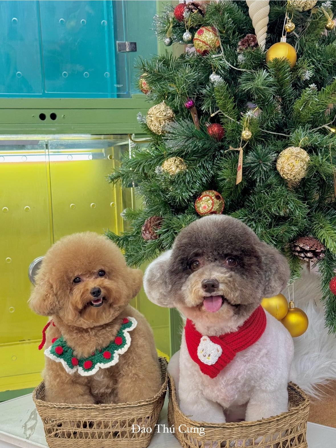 [🆕🇻🇳] Đảo Thú Cưng – Pet Spa 161 Nguyễn Văn Khối, p11, Gò Vấp 🐶🦜 Top1Pets 🐱🐠 1000 sự đáng iu cho Bơ Sữa
 , shares-0✔️ , likes-4❤️️ , date-2025-12-22 04:31:36🐶🐱🇻🇳🇻🇳🇻🇳📰🆕