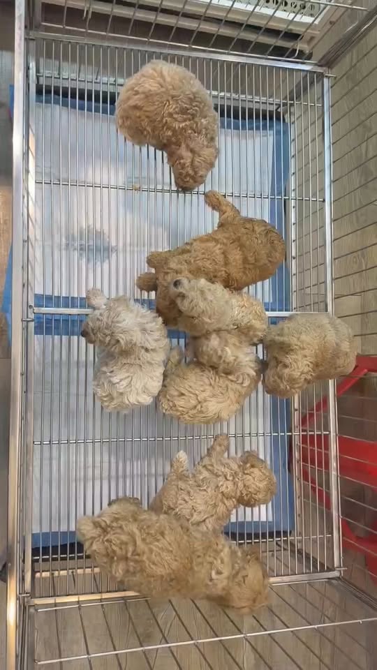 [🆕🇻🇳] 𝐍𝐀𝐎𝐌𝐈 𝐏𝐄𝐓 𝐒𝐇𝐎𝐏 – Dịch Vụ Thú Cưng, Bà Rịa 🐶🦜 Top1Pets 🐱🐠  Các bé poodle tiny đợi sen ạ𝐍𝐀𝐎𝐌𝐈 𝐏𝐄𝐓 𝐒𝐇𝐎𝐏 – 𝐃𝐢̣𝐜𝐡 𝐕𝐮̣ 𝐓𝐡𝐮́ 𝐂𝐮̛𝐧𝐠 𝐏𝐞𝐭 𝐒𝐡𝐨𝐩, 𝐏𝐞𝐭 𝐆𝐫𝐨𝐨𝐦𝐢𝐧𝐠, 𝐏𝐞𝐭 𝐒𝐩𝐚, 𝐏𝐞𝐭 𝐇𝐨𝐭𝐞𝐥 𝐂𝐡𝐮𝐲𝐞̂𝐧 𝐭𝐡𝐮̛́𝐜 𝐚̆𝐧 & 𝐩𝐡𝐮̣ 𝐤𝐢𝐞̣̂𝐧 𝐭𝐡𝐮́ 𝐜𝐮̛𝐧𝐠,  , shares-0✔️ , likes-0❤️️ , date-2025-12-19 05:58:13🐶🐱🇻🇳🇻🇳🇻🇳📰🆕