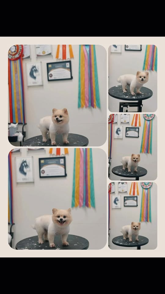 [🆕🇻🇳] LITIBABY Hồ Chí Minh 😎❤️️⭐️  BỘ SƠ SINH DÀI TAY – MỀM MỊN ÔM BÉ TỪNG CÁI CHẠM  #159k bộ 
Nhìn đơn giản vậy thôi chứ mặc lên là cưng xỉu luôn đó Mom ơi 
 Chất vải cotton/borip mềm mịn, , shares-0✔️ , likes-1❤️️ , date-2025-12-19 22:03:39🇻🇳🇻🇳🇻🇳📰🆕