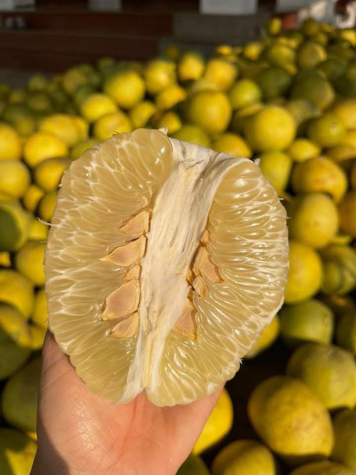 [🆕🇻🇳] Bích Phượng 2HAND – Chuyên si lẻ hàng Quảng Châu giá rẻ 1x 2x 3x 👕 Top1Fashion 👗  ￼ giải cứu￼ bưởi giúp em
￼ ông ngoại em có vườn bưởi chín ăn rất ngon ngọt ￼ đảm bảo không thuốc thang bầu bí mẹ bỉm đều có thể ăn được rất tốt cho sức khỏ , shares-0✔️ , likes-7❤️️ , date-2025-12-21 18:25:46🇻🇳🇻🇳🇻🇳📰🆕