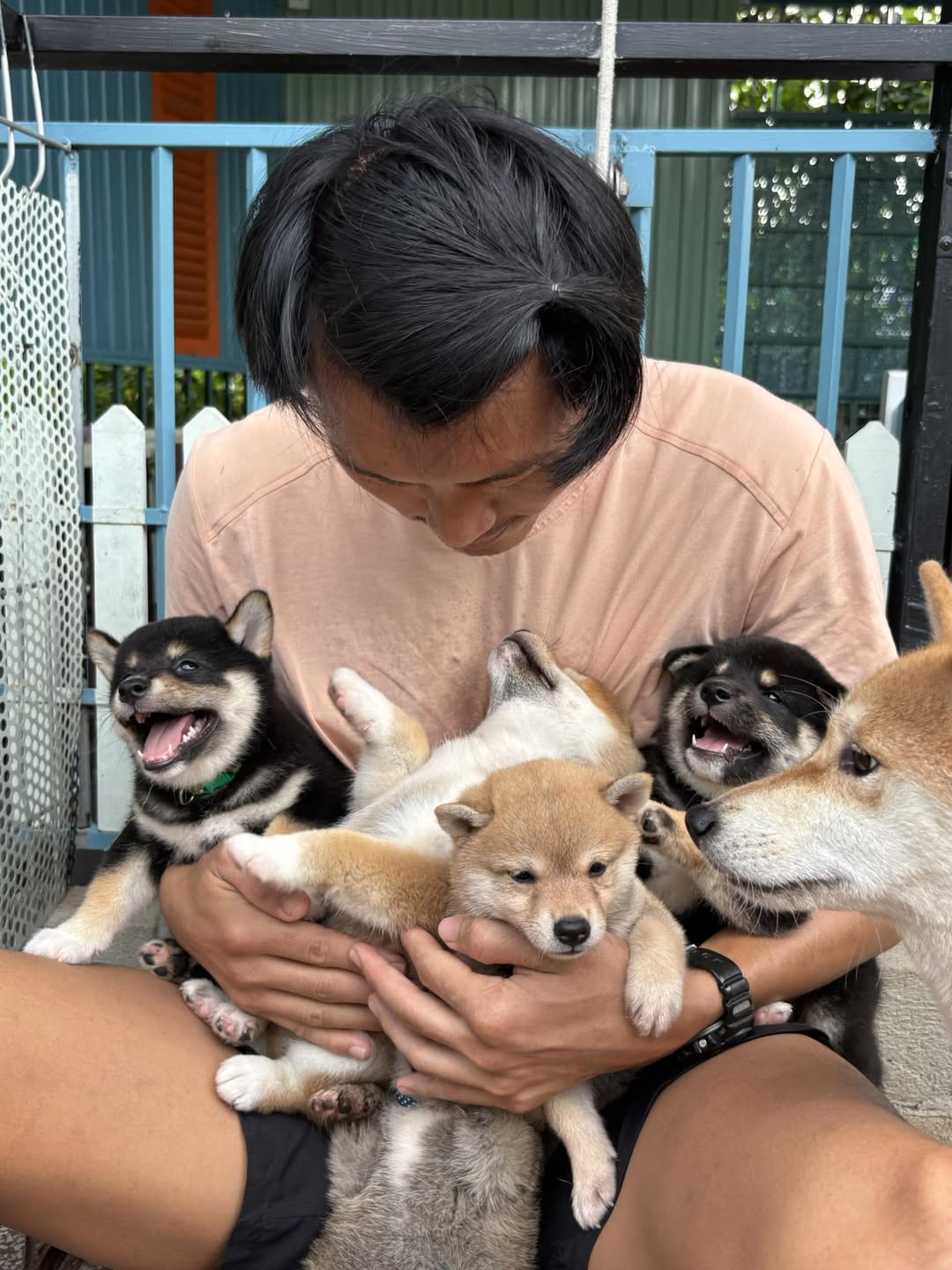 [🆕🇻🇳] An Nam Kennel – Shiba House – ngôi nhà nhân giống Shiba Inu thuần chủng uy tín với tổng đàn shiba lớn nhất miền Nam 🐶🦜 Top1Pets 🐱🐠 Đầu lòng 2 ả shiba chó vàng là chị em là chó đen  #annamkennel #shiba #shibapuppy
 , shares-0✔️ , likes-8❤️️ , date-2025-12-23 03:42:17🐶🐱🇻🇳🇻🇳🇻🇳📰🆕