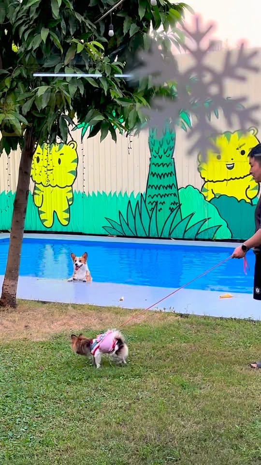 [🆕🇻🇳] Pet Like Park 🐶🦜 Top1Pets 🐱🐠  Thỏa sức bơi lội tại PetLike Park Pool 
Không gian bơi lội an toàn, sạch sẽ để các “bé” vận động và giải nhiệt mỗi ngày!
 Giá vé: 250.000đ / bé
 Ưu đãi đã , shares-0✔️ , likes-8❤️️ , date-2025-12-19 16:36:11🐶🐱🇻🇳🇻🇳🇻🇳📰🆕