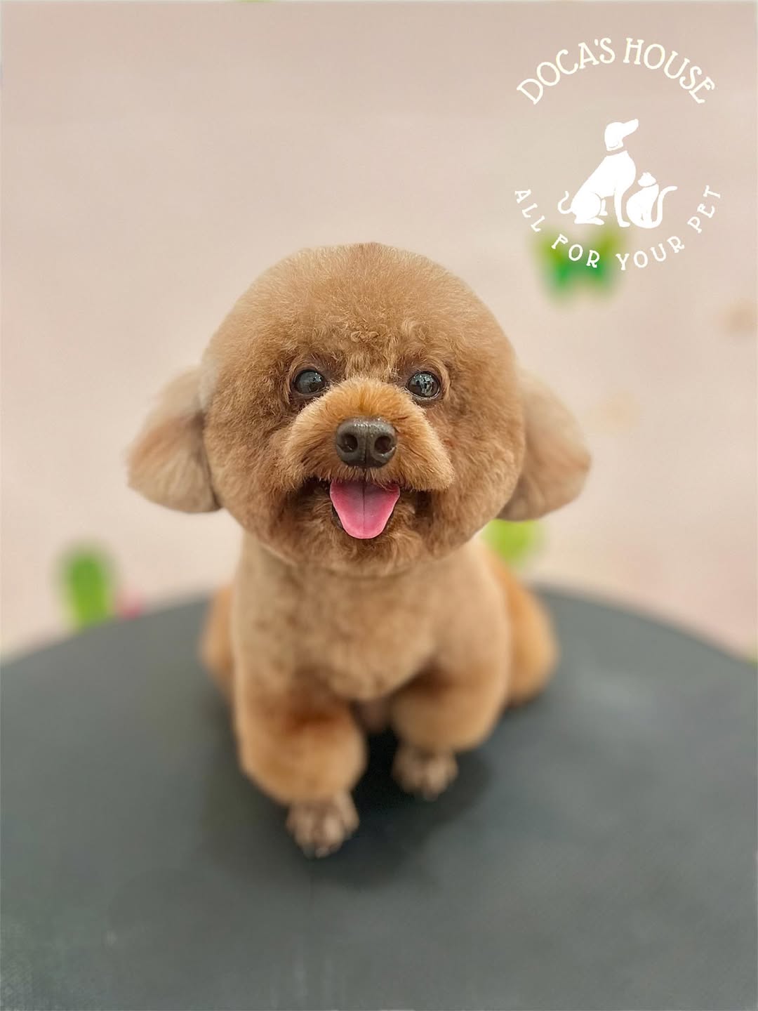 [🆕🇻🇳] DOCA’S HOUSE 🐶🦜 Top1Pets 🐱🐠 Model: Bu
Xinh đẹp như thế, đáng yêu như thế mà

DOCA’S HOUSE – Dịch vụ thú cưng
– Tắm, vệ sinh, cắt tỉa
– Thú y và Pet shop
– Khách sạn thú cưng
Đc: 67 Hù , shares-0✔️ , likes-4❤️️ , date-2025-12-21 16:29:11🐶🐱🇻🇳🇻🇳🇻🇳📰🆕