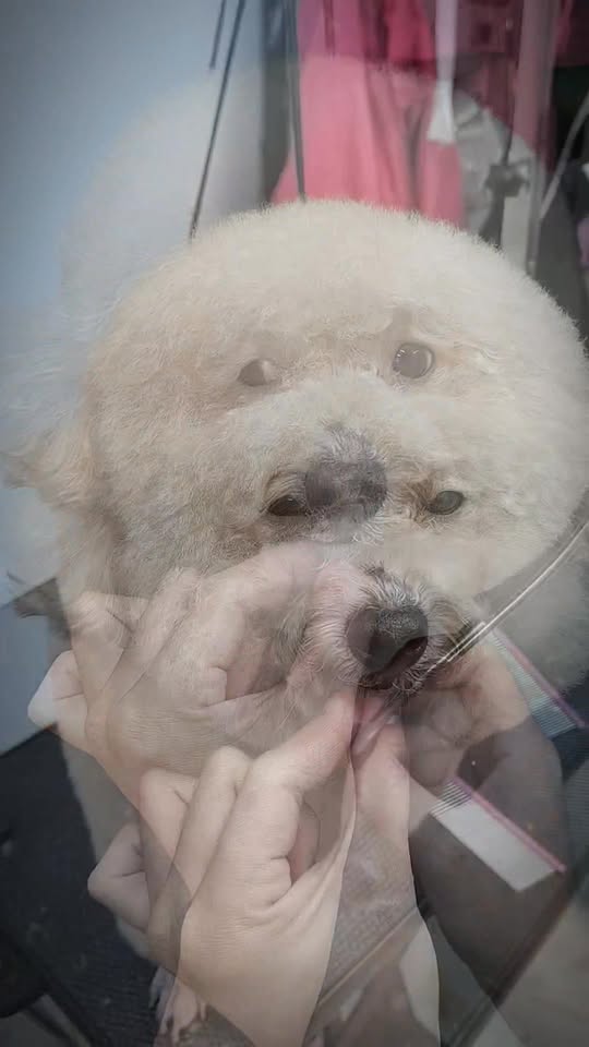 [🆕🇻🇳] Cắt Tỉa Lông Thú Cưng Bình Thạnh 🐶🦜 Top1Pets 🐱🐠 Ở BÌNH THẠNH – CẮT LÔNG CHÓ MÈO Ở ĐÂU VỪA RẺ VỪA XINH ????
Địa chỉ : 64 Đường số 3, Cư Xá Chu Văn An, P.26, Q. Bình Thạnh. 

 ƯU ĐÃI SIÊU HOT  
– Tắm trắng , shares-0✔️ , likes-2❤️️ , date-2025-12-22 22:32:31🐶🐱🇻🇳🇻🇳🇻🇳📰🆕