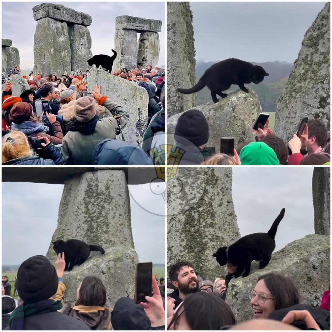 [🆕🇻🇳] Paddy Pet Shop 🐶🦜 Top1Pets 🐱🐠 Sáng 21/12, dân tình đổ xô về di tích Stonehenge để kỷ niệm ngày Đông chí. Rồi có một nhỏ mèo mun tên Moon nhảy tót lên cột đá, cao hơn hẳn thiên hạ, và kh , shares-0✔️ , likes-11❤️️ , date-2025-12-27 17:00:12🐶🐱🇻🇳🇻🇳🇻🇳📰🆕