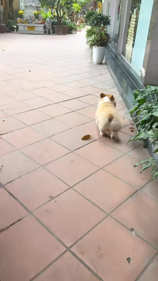 [🆕🇻🇳] Phòng Khám Thú Y Love Pet Trương Định 🐶🦜 Top1Pets 🐱🐠 Khách “guộc” của pk , shares-0✔️ , likes-3❤️️ , date-2025-12-23 01:36:20🐶🐱🇻🇳🇻🇳🇻🇳📰🆕