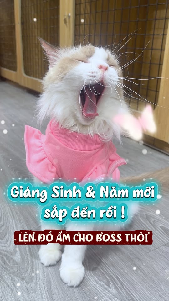 [🆕🇻🇳] Pet Shop Quận 10- Siêu Thị Thú Cưng Hachiko 459 Bà Hạt 🐶🦜 Top1Pets 🐱🐠 Cùng nhau ta đón Giáng sinh trao gửi nhau những… áo ấm xinh  , shares-0✔️ , likes-0❤️️ , date-2025-12-23 20:42:21🐶🐱🇻🇳🇻🇳🇻🇳📰🆕