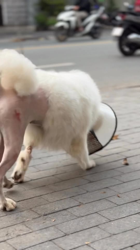 [🆕🇻🇳] Bệnh Viện Thú Y TH Vet Hospital 🐶🦜 Top1Pets 🐱🐠  HÀNH TRÌNH HỒI SINH MỘT BƯỚC CHÂN 

Từ một nơi rất xa, chú cún nhỏ được gia đình tin tưởng đưa đến trong tình trạng gãy xương chân, không thể đi lại bình  , shares-0✔️ , likes-0❤️️ , date-2025-12-22 09:31:16🐶🐱🇻🇳🇻🇳🇻🇳📰🆕