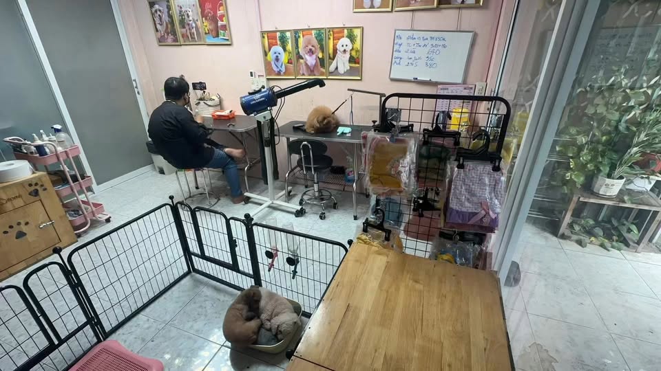 [🆕🇻🇳] Chocohome – Tiệm làm đẹp thú cưng 🐶🦜 Top1Pets 🐱🐠 Choco đang trống 2 slot mần đẹp nè mí  mí  ơiiiii , shares-0✔️ , likes-3❤️️ , date-2025-12-23 17:22:09🐶🐱🇻🇳🇻🇳🇻🇳📰🆕