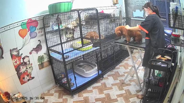 [🆕🇻🇳] THỎ PET SHOP – TIỆM LÀM ĐẸP CHO THÚ CƯNG 🐶🦜 Top1Pets 🐱🐠 Ca chiều 16h30-17h30, tắm spa 10 bước cho bé Henrry đẹp trai 
#thứ2
 , shares-0✔️ , likes-1❤️️ , date-2025-12-29 23:34:24🐶🐱🇻🇳🇻🇳🇻🇳📰🆕