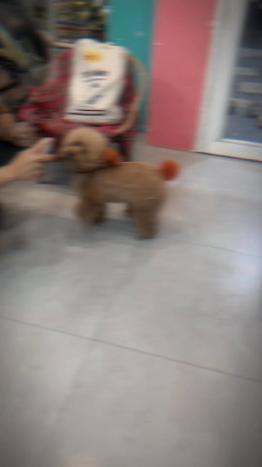 [🆕🇻🇳] Pet Hub Tây Ninh 🐶🦜 Top1Pets 🐱🐠 Tết là phải nhuộm tóc mào này mào kia 

#𝐏𝐞𝐭𝐇𝐮𝐛𝐓𝐚𝐲𝐍𝐢𝐧𝐡   #𝐒𝐩𝐚𝐓𝐡𝐮𝐂𝐮𝐧𝐠𝐏𝐞𝐭𝐇𝐮𝐛  #𝟐𝟖𝐋𝐞𝐋𝐨𝐢 #𝟏𝟐𝟖𝐂𝐡𝐚𝐮𝐕𝐚𝐧𝐋𝐢𝐞𝐦 , shares-0✔️ , likes-4❤️️ , date-2025-12-24 02:24:11🐶🐱🇻🇳🇻🇳🇻🇳📰🆕