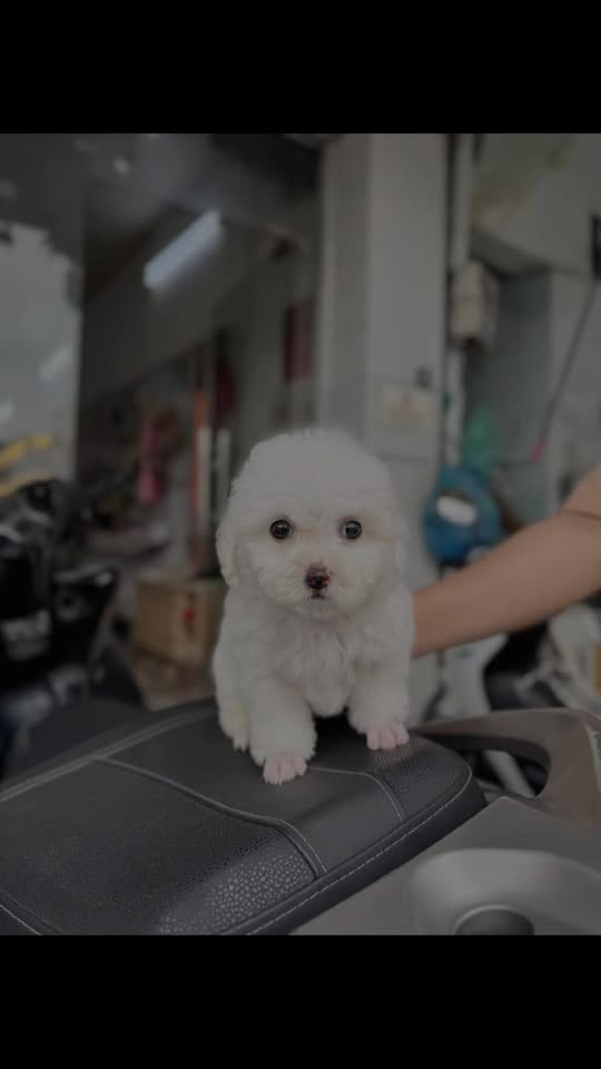 [🆕🇻🇳] SADO PETs 🐶🦜 Top1Pets 🐱🐠 Dễ thương… thích cái cap giật vậy á  , shares-0✔️ , likes-1❤️️ , date-2025-12-27 20:47:31🐶🐱🇻🇳🇻🇳🇻🇳📰🆕