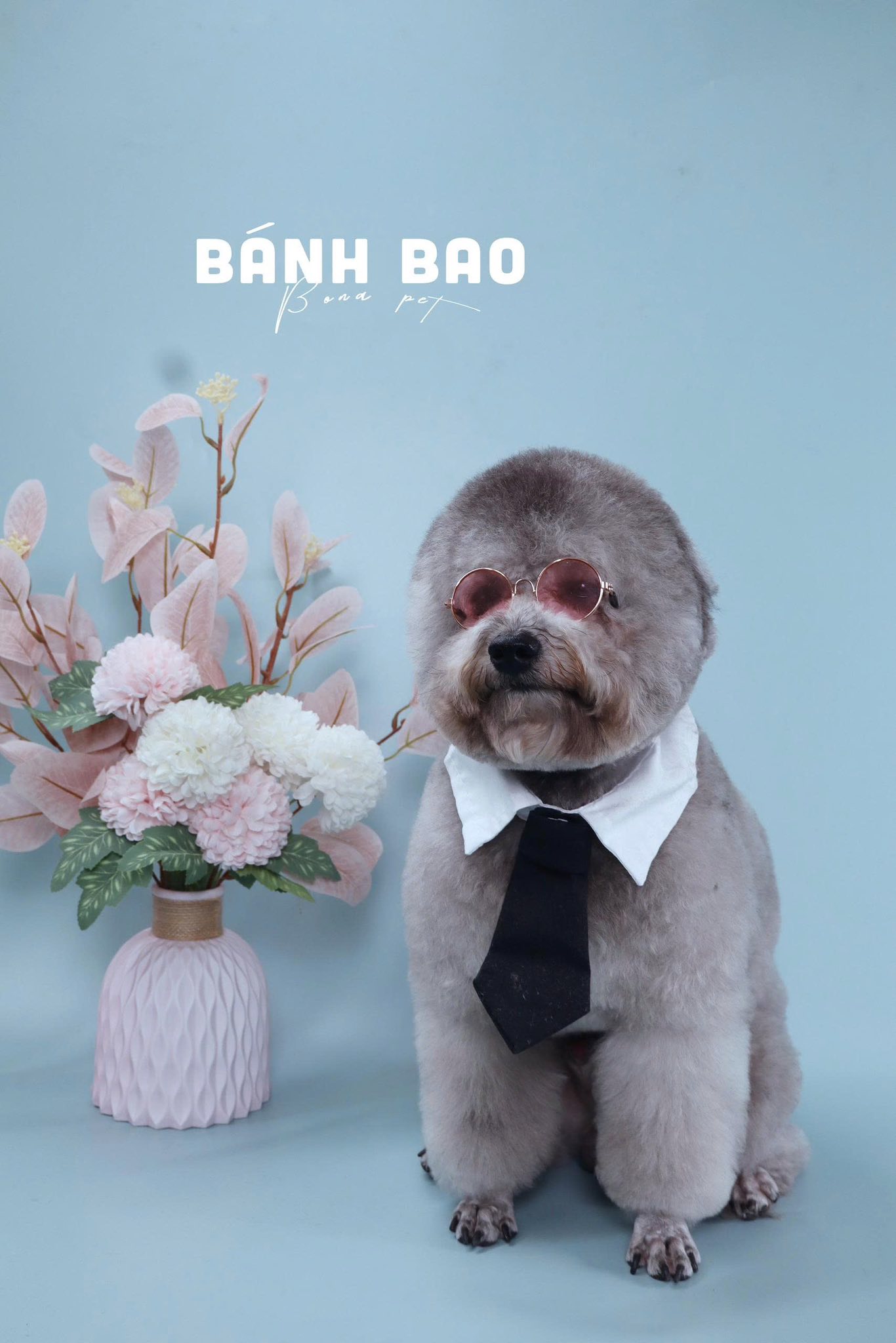 [🆕🇻🇳] BONA PET – Spa thú cưng 🐶🦜 Top1Pets 🐱🐠 Ẹp zai quá bánh bao uiiiii 
 , shares-0✔️ , likes-1❤️️ , date-2025-12-30 01:55:02🐶🐱🇻🇳🇻🇳🇻🇳📰🆕