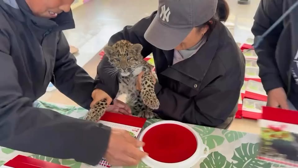 [🆕🇻🇳] Pet Zone 🐶🦜 Top1Pets 🐱🐠 ĐỈNH LƯU Ở SỞ THÚ TRÔNG NHƯ THẾ NÀO  ???

Đây là em báo đốm nổi tiếng ở 1 sở thú TQ, nhờ có ẻm mà sở thú được biết tới nhiều hơn. Năm nay lịch in hình ẻm b , shares-0✔️ , likes-25❤️️ , date-2025-12-29 01:17:48🐶🐱🇻🇳🇻🇳🇻🇳📰🆕