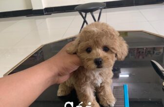 [🆕🇻🇳] Pet Kingdom – Vương quốc thú cưng, chăm sóc làm đẹp cho thú cưng 🐶🦜 Top1Pets 🐱🐠 Cute hột me lên sóng
Đàn poodle kem 2 tháng, size tiny
Đã tiêm 1 mũi và tẩy giun, bé tí teo, lông xoăn tít, mặt xinh như gấu bông
HNTQ
——— , shares-0✔️ , likes-4❤️️ , date-2019-12-19 01:49:59🐶🐱🇻🇳🇻🇳🇻🇳📰🆕