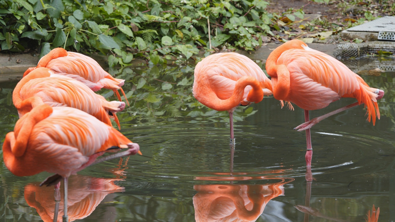 Hồng hạc là loài chim đứng bằng một chân